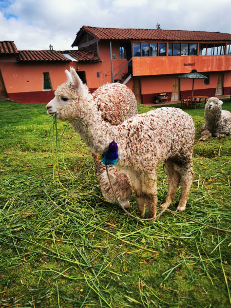 cusco_lama.jpg cusco_lama.jpg